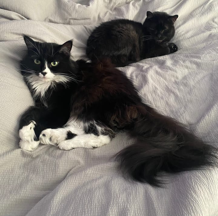 Lady Clarissa, a fluffy tuxedo cat, and Geraldine, a short haired black cat, lounge on a grey quilt