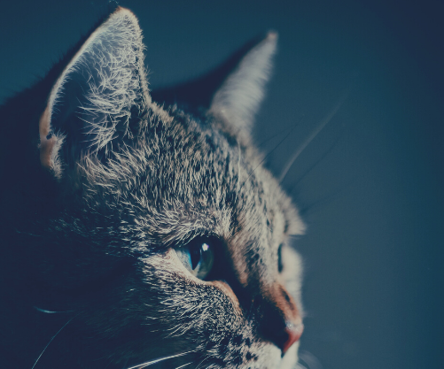 A grey cat looks into the mysterious distance